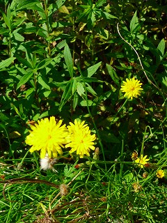 地元の花